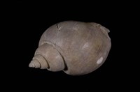 藏品(臺灣鳳螺)的圖片